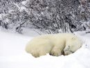 Le Sommeil Et Les Saisons : L'hiver - Blog Bruno à Les Animaux Qui Hivernent