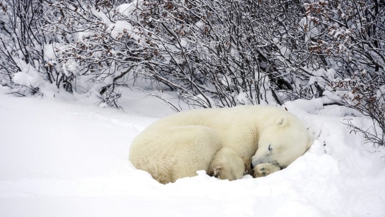 Le Sommeil Et Les Saisons : L'hiver – Blog Bruno à Les Animaux Qui Hivernent