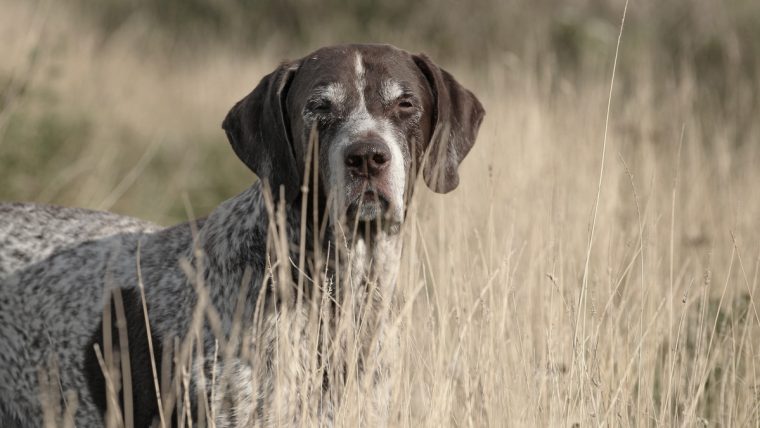 Le Syndrome De L'oeil Rouge Chez Le Chien | Husse France dedans Jeux De Ferme Gratuit Avec Des Animaux