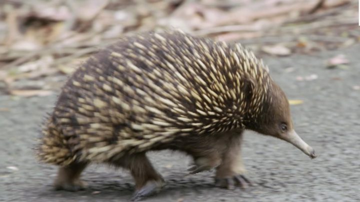 L'échidné, Cet Étrange Petit Mammifère Qui Pond Des Œufs intérieur Animaux Qui Pondent Des Oeufs