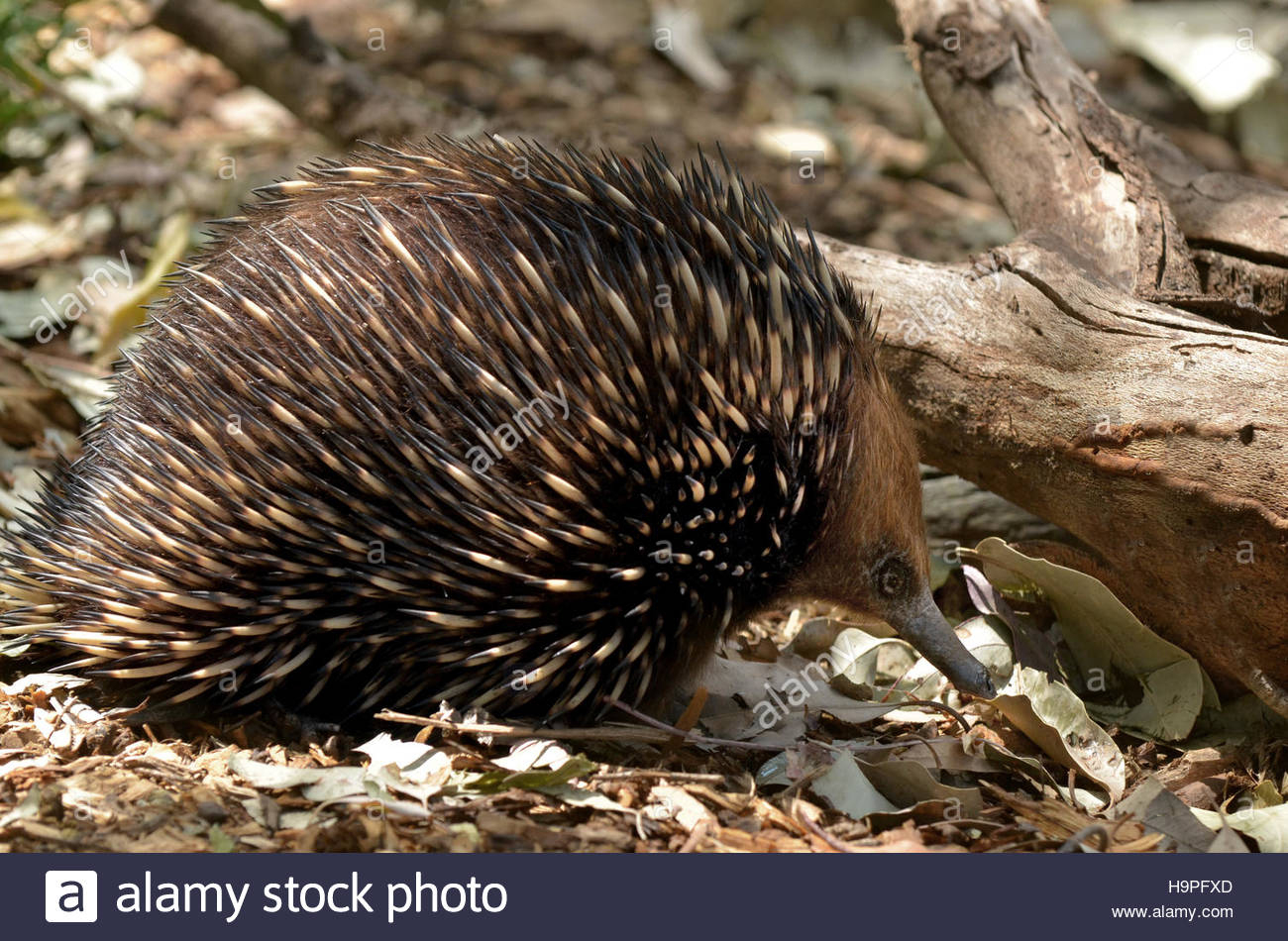 L'échidné Fourmiliers ), Vivre En Australie Et Nouvelle encequiconcerne Animaux Qui Pondent Des Oeufs