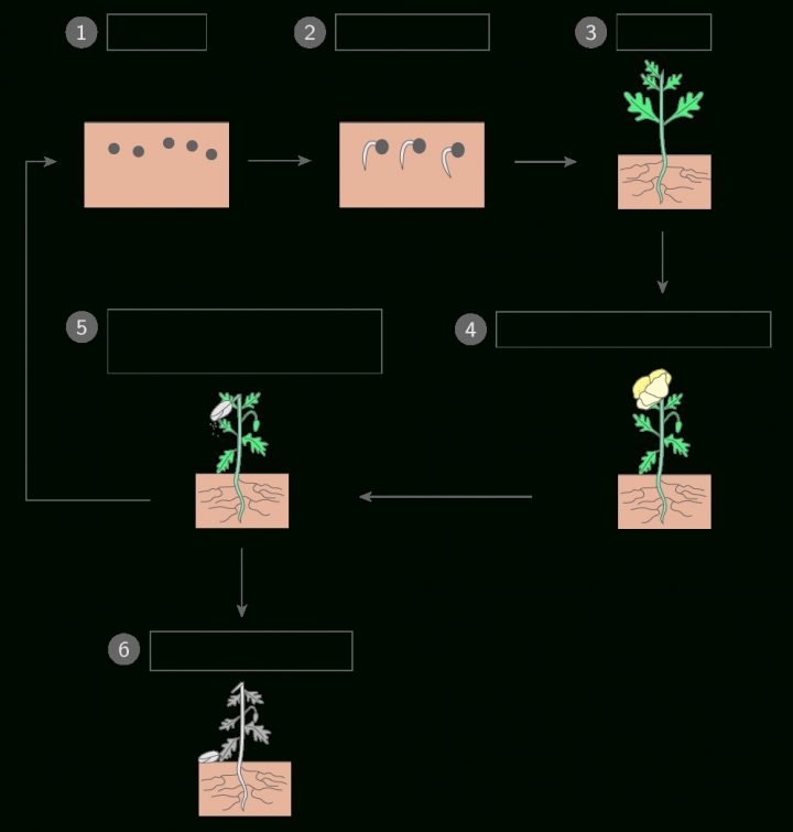 Légender Le Schéma Du Cycle De Développement D'une Plante à Schéma D Une Fleur