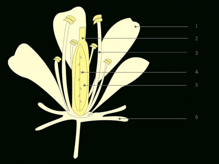 Légender Un Schéma D'une Fleur – 6E – Exercice De concernant Schéma D Une Fleur