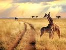 Les 5 Meilleurs Safaris En Afrique - Exoticca Blog à Les Animaux De L Afrique