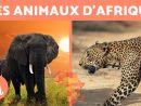 Les Animaux D'afrique - 10 Animaux Sauvages De La Savane Africaine avec Les Animaux De L Afrique