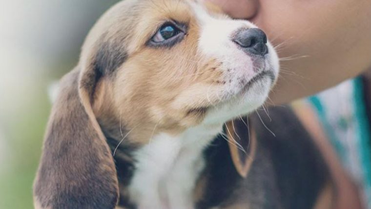 Les Animaux Du Québec Comptent Sur Vous Jusqu'au 8 Mai à Sudoku Animaux À Imprimer