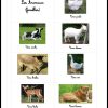 Les Animaux : Le Mâle, La Femelle, Les Petits - Apprends Moi pour Apprendre Le Nom Des Animaux
