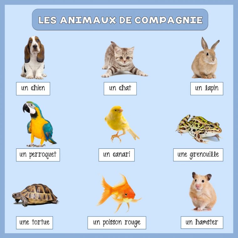 Les Animaux – Lessons – Tes Teach destiné Les Animaux Domestiques En Maternelle