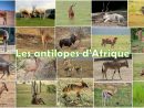 Les Antilopes D'afrique - 700 Fiches Animaux À Découvrir pour Les Animaux De L Afrique