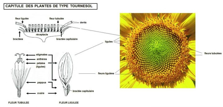 Les Astéracées Ont La Caractéristique Commune D'avoir Des encequiconcerne Schéma D Une Fleur