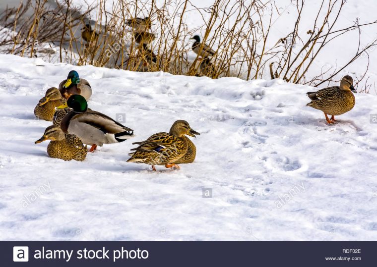 Les Canards Sauvages Qui Hivernent Dans La Région De Saint intérieur Les Animaux Qui Hivernent