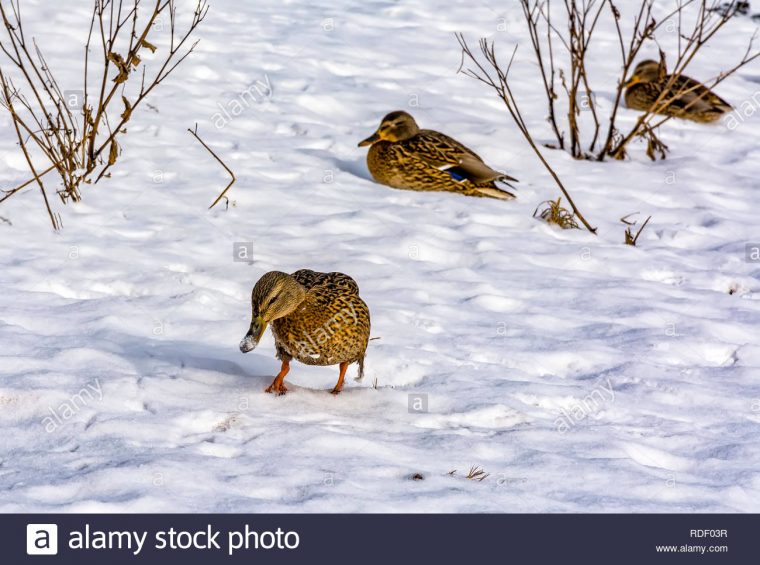 Les Canards Sauvages Qui Hivernent Dans La Région De Saint serapportantà Les Animaux Qui Hivernent