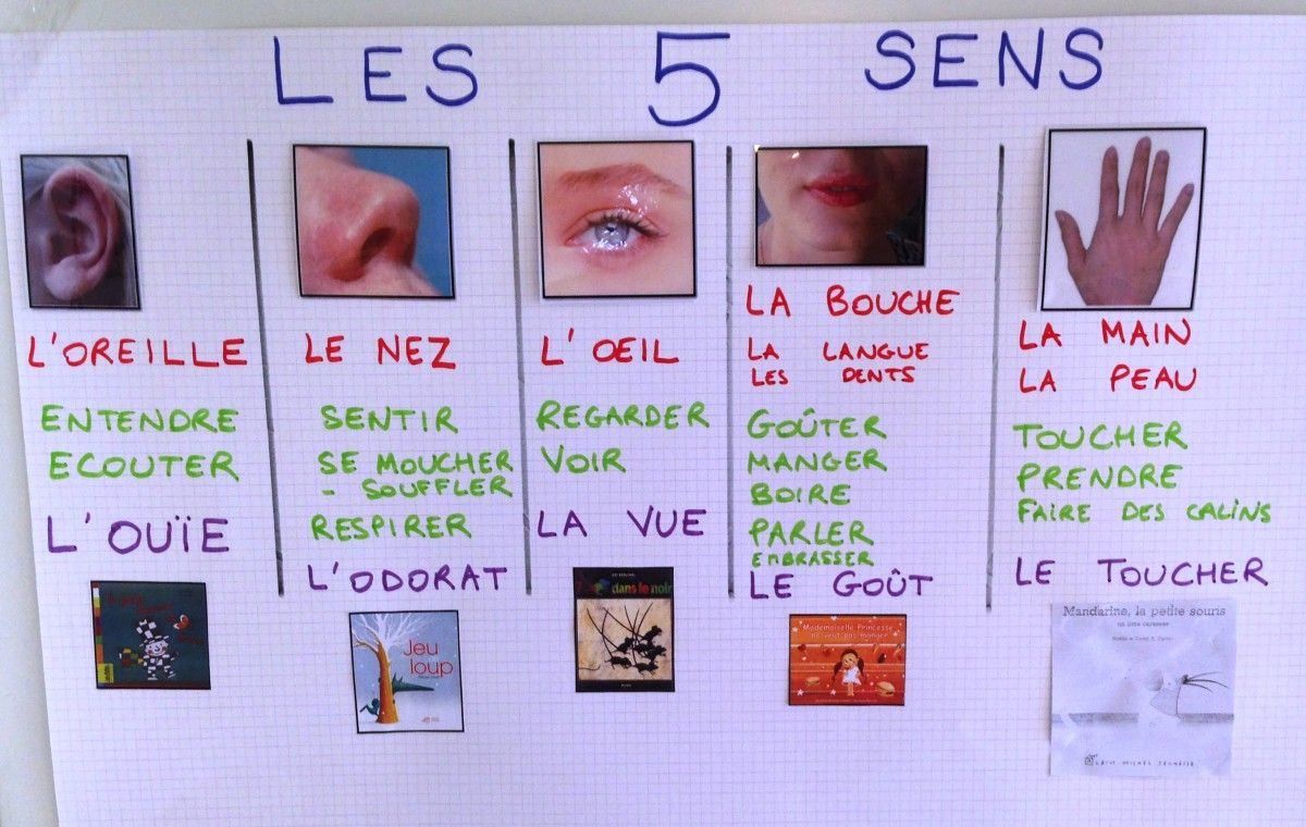 Les Cinq Sens. Five Senses Vocabulary In French | 5 Sens avec Les 5 Sens Activités Maternelle