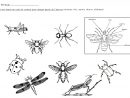 Les Différentes Parties Des Insectes À Colorier | Insectes dedans Coloriage Corps Humain Maternelle