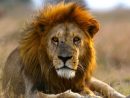 Les Lions D'afrique Pourraient Disparaître Avant 2050 tout Les Animaux De L Afrique