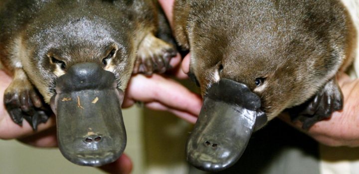 Les Ornithorynques Sont Sur Le Point De Disparaître avec Animaux Qui Pondent Des Oeufs