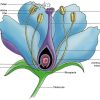 Les Petites Herbes: Éléments De Botanique encequiconcerne Schéma D Une Fleur