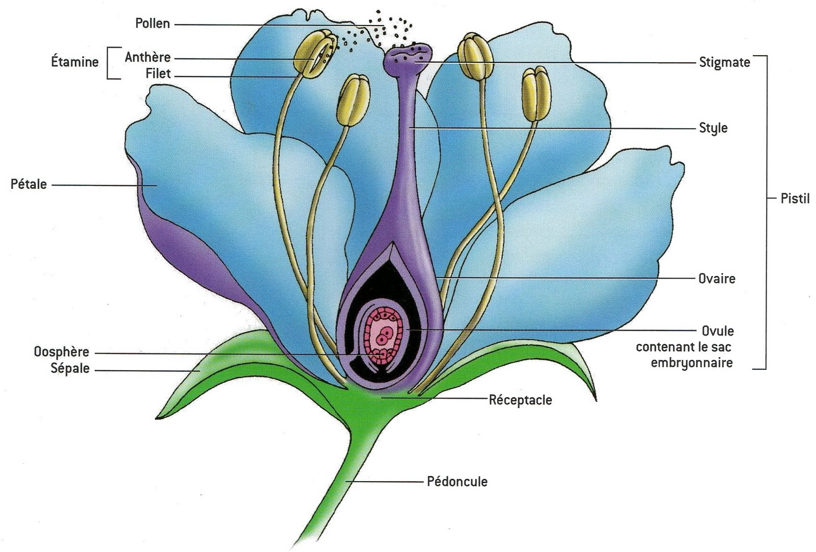 Les Petites Herbes: Éléments De Botanique encequiconcerne Schéma D Une Fleur 
