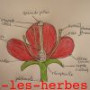 Les Plantes De La Famille Des Astéracées | Via-Les-Herbes concernant Schéma D Une Fleur