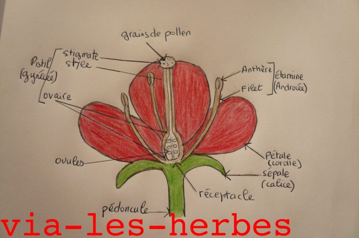 Les Plantes De La Famille Des Astéracées | Via-Les-Herbes concernant Schéma D Une Fleur