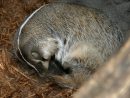 L'hibernation | Kidi'science dedans Les Animaux Qui Hivernent
