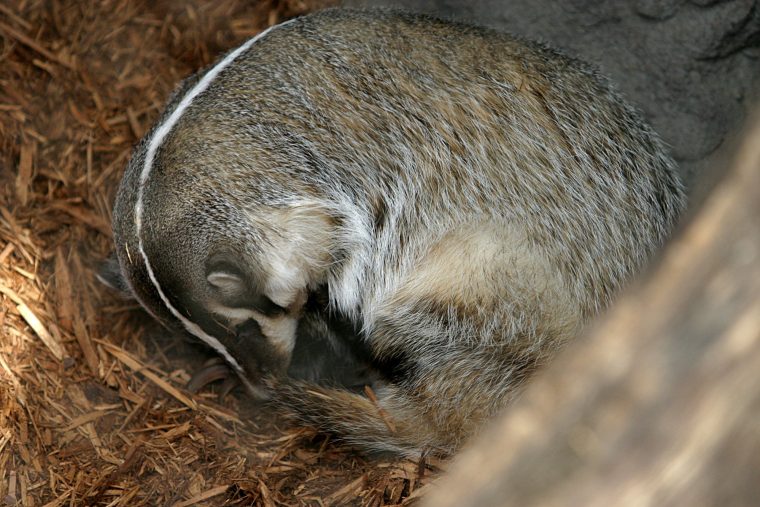 L'hibernation | Kidi'science dedans Les Animaux Qui Hivernent