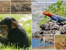 Liste Des Animaux D'afrique - 700 Fiches Animaux À Découvrir dedans Les Animaux De L Afrique