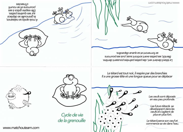 Ma Tchou Team: Mini Livre Sur Le Cycle De Vie De La Grenouille dedans Livre De Coloriage À Imprimer