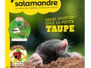 Magazine Petite Salamandre N23 Grand Chantier Chez La Petite Taupe dedans Jeux De Taupe