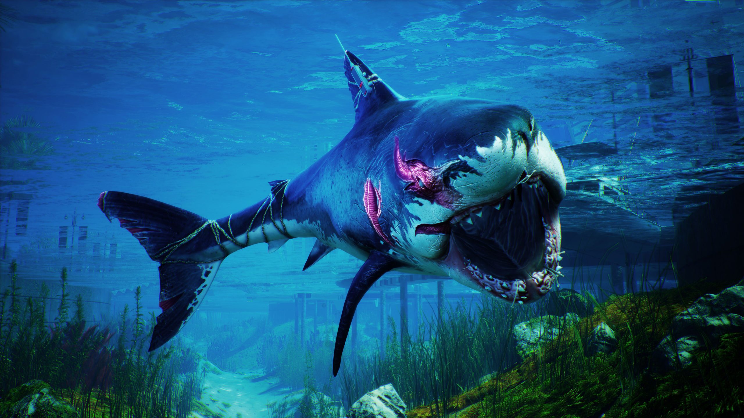 Man Eater : Le Jeu Où L'on Incarne Un Requin Blanc Et C'est serapportantà Requin Jeux Video