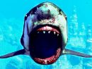 Maneater Bande Annonce (2020) Jeu De Requin concernant Requin Jeux Video