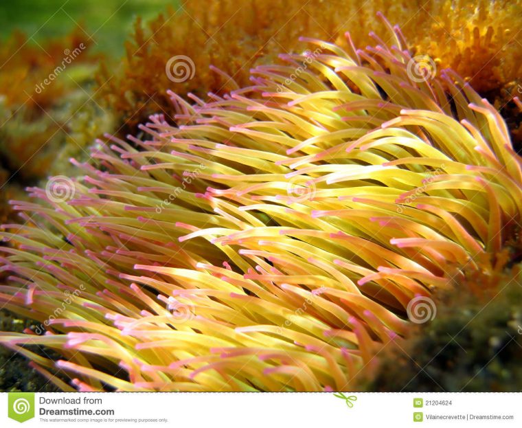 Mediterranean Sea Anemone Stock Photo. Image Of Life – 21204624 à Anémone Des Mers