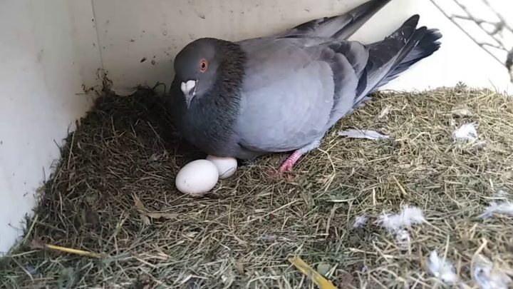 Mes Pigeons Couvent Des Œufs Qui Ne Sont Pas Les Leurs tout Animaux Qui Pondent Des Oeufs