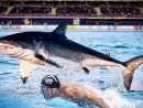 Michael Phelps Vs Shark : L'énorme Fake D'une Course Qui N'a avec Jeu De Societe Requin