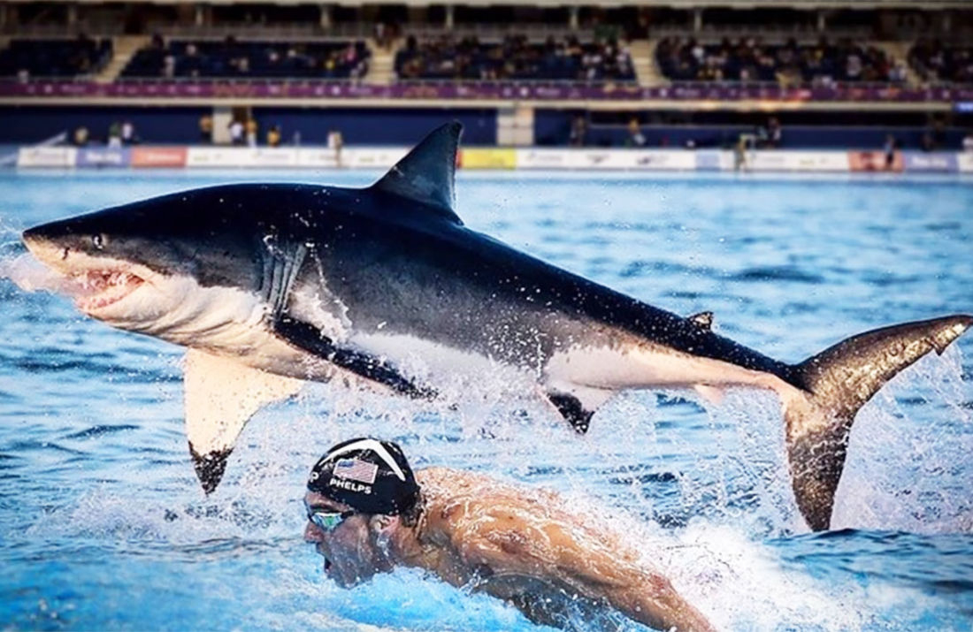 Michael Phelps Vs Shark : L&amp;#039;énorme Fake D&amp;#039;une Course Qui N&amp;#039;a avec Jeu De Societe Requin 