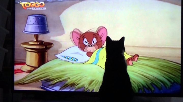 Minou Kouki Dans Un Décor De Dessin Animé – serapportantà Minou Dessin