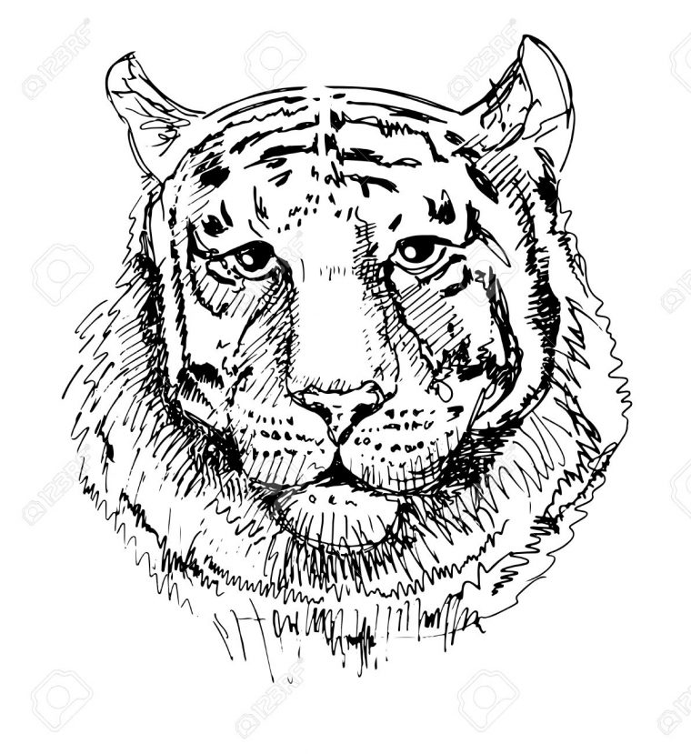 Motifs Tigre, Croquis Dessin En Noir Et Blanc, Isolé Sur Fond Blanc.  Animaux De Tête Illustration Vectorielle pour Dessin Noir Et Blanc Animaux