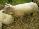 Mouton Charollais — Wikipédia serapportantà Photo De Mouton A Imprimer