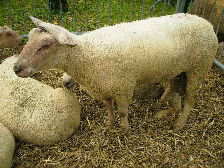 Mouton Charollais — Wikipédia serapportantà Photo De Mouton A Imprimer