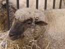 Mouton Vendéen — Wikipédia serapportantà Photo De Mouton A Imprimer