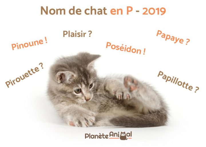 Nom De Chat En P Pour 2019 – Plus De 200 Idées De Noms ! intérieur Apprendre Le Nom Des Animaux