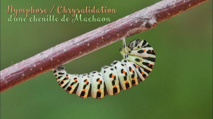 Non Asmr ~ Nymphose / Chrysalidation D'une Chenille De Machaon intérieur Cycle De Vie D Une Chenille