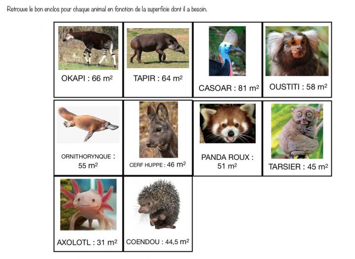 Numerikinstit👩🏻‍💻 A Twitter: "#mesures Sur Les #aires à Apprendre Le Nom Des Animaux