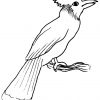 Oiseaux #90 (Animaux) – Coloriages À Imprimer dedans Coloriage Afrique À Imprimer