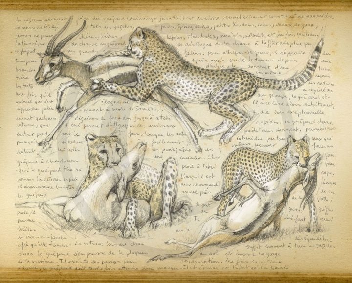 Oo Marcello Pettineo Oo< 216 – Guépard 7 | Croquis Animaux à Guépard Dessin