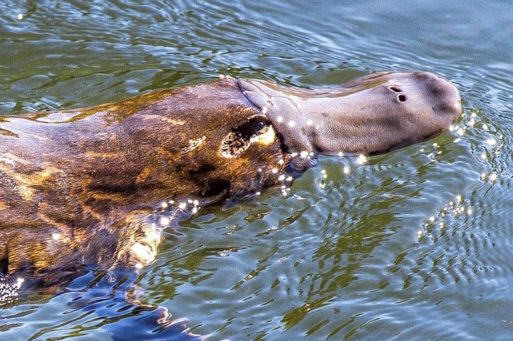 Ornithorynque – Caractéristiques, Habitat, Photos (Guide concernant Animaux Qui Pondent Des Oeufs