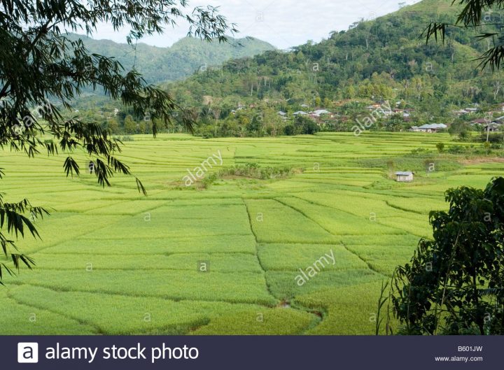 Paddy Fields In "spiders' Web" Patterns (Flores – Indonesia à Dessin Toile Araignée