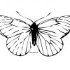 Papillon #15 (Animaux) – Coloriages À Imprimer encequiconcerne Dessin A Imprimer Papillon Gratuit