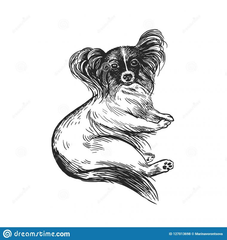 Papillon De Race De Chien Chiot Mignon Dessin Noir Et Blanc concernant Dessin Noir Et Blanc Animaux