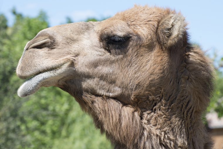 Parc Animalier De Lussas – Ardèche concernant Jeux De Ferme Gratuit Avec Des Animaux